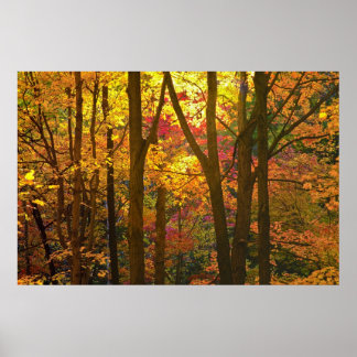 Póster Woods En Automn -