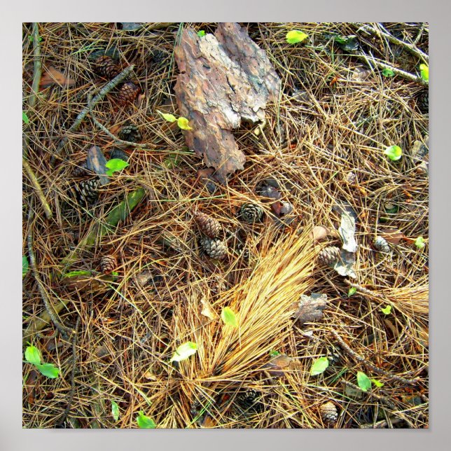 Póster Woods Floor-Pinecones, etc.Poster (Frente)