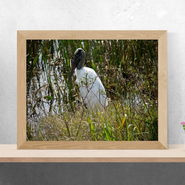 Póster Woodstork en Viera Wetlands Florida Fotografía (A poster of a wood stork enjoying some time in a marsh in Florida on a sunny day)