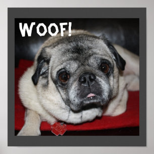 Póster Woof, Pug Poster