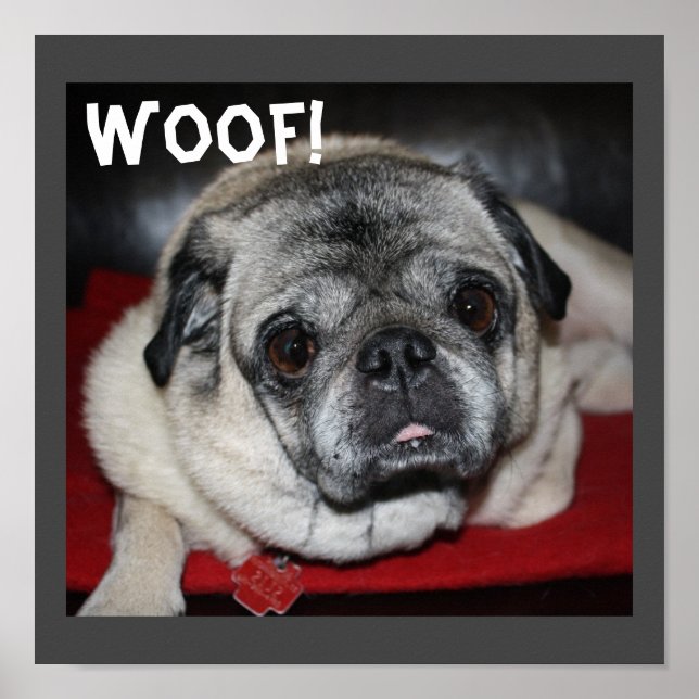Póster Woof, Pug Poster (Frente)
