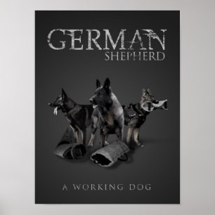Póster Working German Shepherd Dog  - GSD