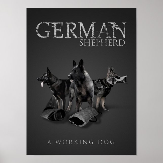 Póster Working German Shepherd Dog  - GSD (Frente)