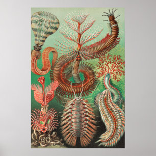 Póster Worms, Annelids Chaetopoda by Ernst Haeckel