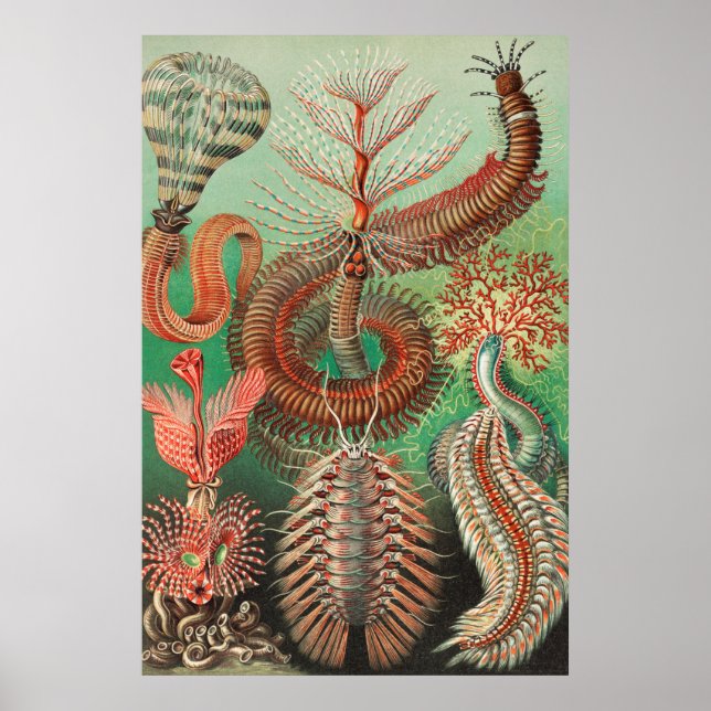 Póster Worms, Annelids Chaetopoda by Ernst Haeckel (Frente)