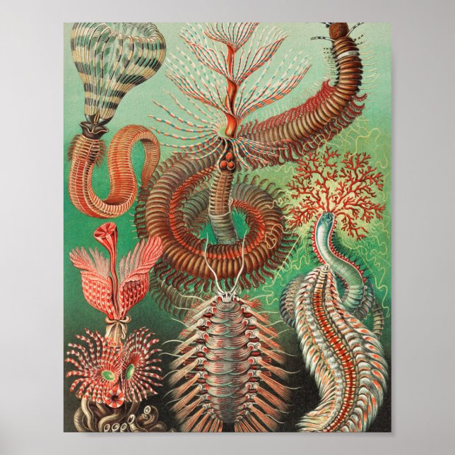 Póster Worms, Annelids Chaetopoda por Ernst Haeckel (Frente)