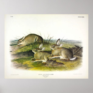 Póster Wormwood Hare (Lepus Artemesia) por Audubon