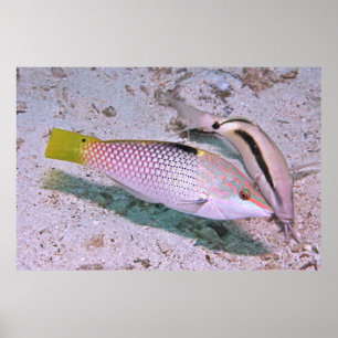 Póster Wrasse de tablero de ajedrez