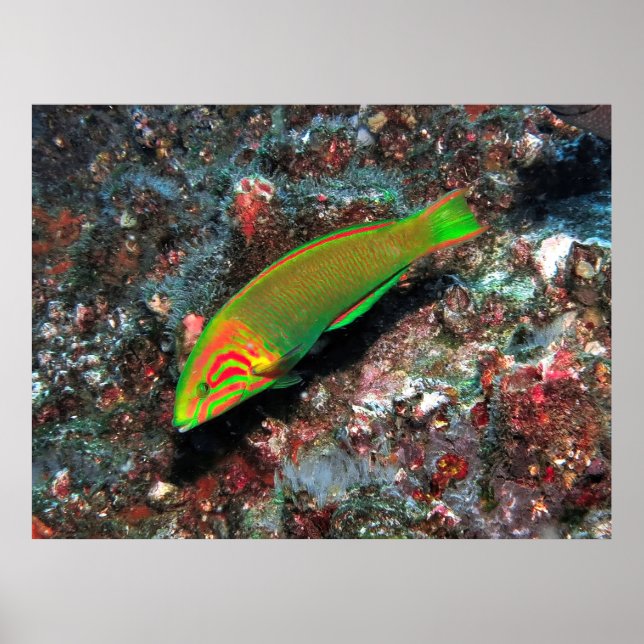 Póster Wrasse verde y rojo (Frente)