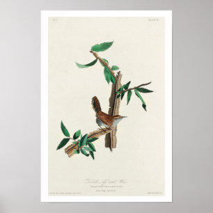 Póster Wren de Bewick por Audubon Poster