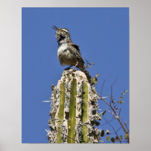 Póster Wren de cactus del canto