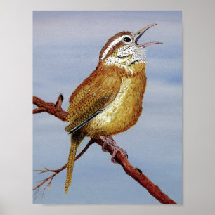 Póster Wren de Carolina furioso
