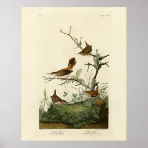 Póster Wren de invierno, Wren de rock, pájaros de América