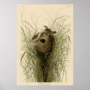 Póster Wren de la pequeña marisma de Nuttall