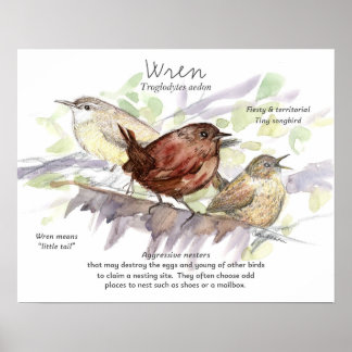 Póster Wren Songbird Study Nature Wildlife Art