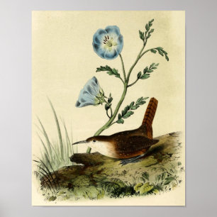Póster Wren Throated blanco