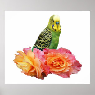 Póster Wunderbares Wellensittich