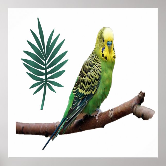 Póster Wunderbares Wellensittich (Frente)