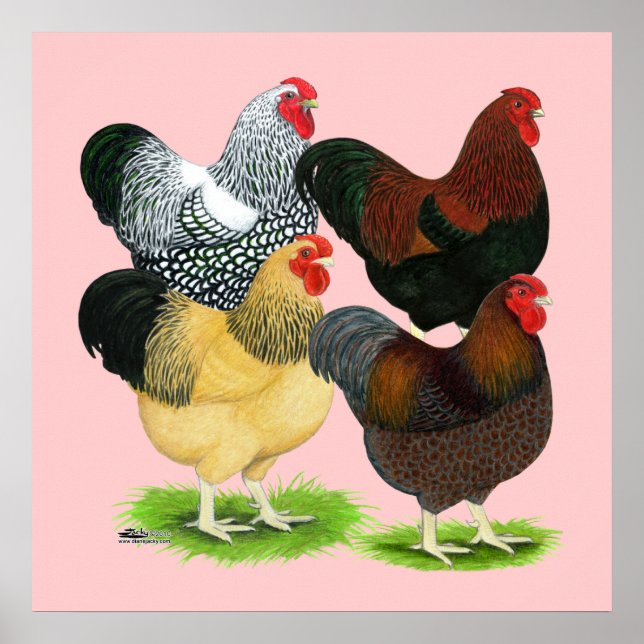 Póster Wyandotte: El surtido de gallos (Frente)