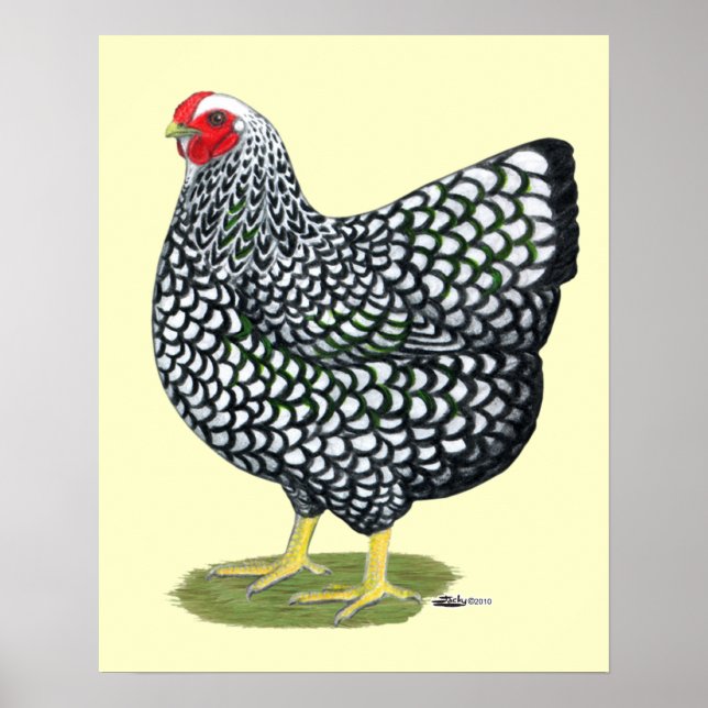 Póster Wyandotte: Hen de color plateado (Frente)