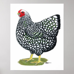 Póster Wyandotte: Hen de color plateado