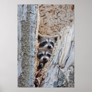 Póster Wyoming, Condado de Lincoln, Raccoon