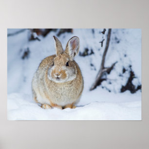 Póster Wyoming, condado de Sublette, conejo de Nuttall