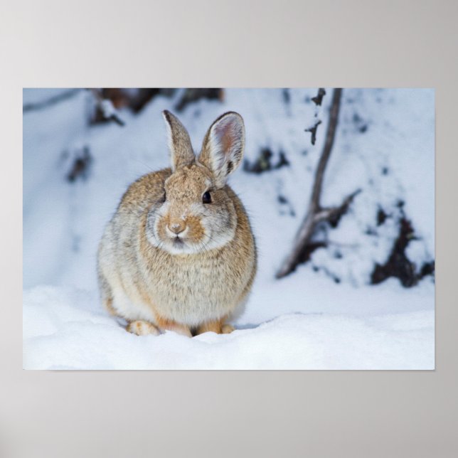 Póster Wyoming, condado de Sublette, conejo de Nuttall (Frente)