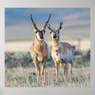 Póster Wyoming, condado de Sublette, machos de berrendo