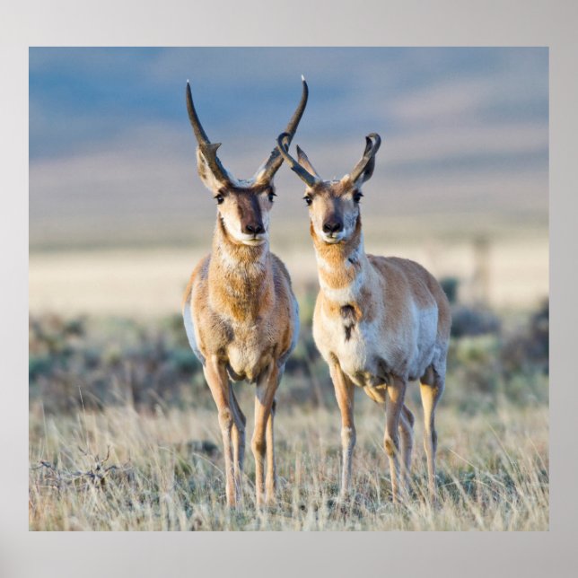 Póster Wyoming, condado de Sublette, machos de berrendo (Frente)