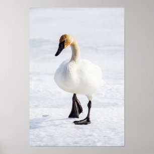 Póster Wyoming, National Elk Refuge, Trumpeter Swan