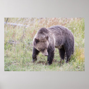 Póster Wyoming, Parque Nacional Yellowstone, Oso Pardo