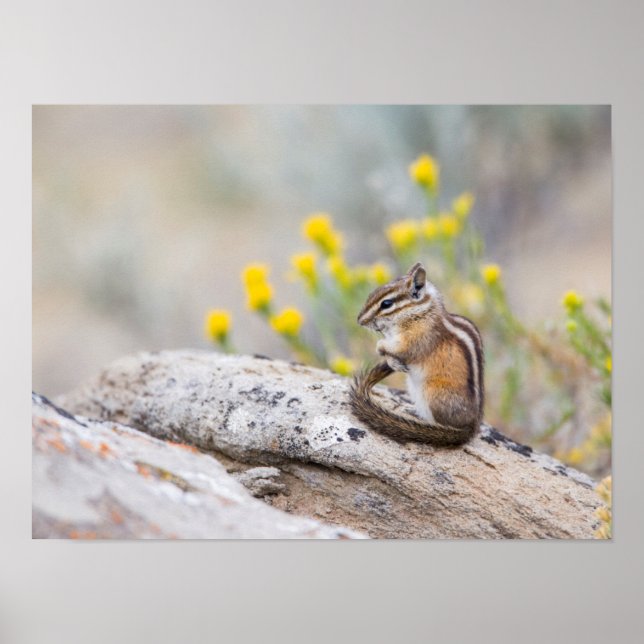 Póster Wyoming, Sublette County, Least Chipmunk (Frente)