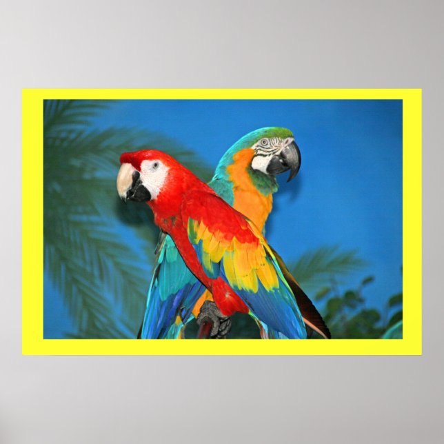Póster X Marca los loros punteros (Frente)