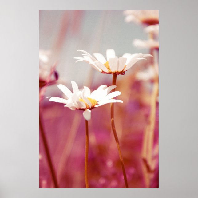 Póster x-posa 03 (Frente)