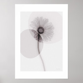 Póster X-ray Botanical Art - Gerbera