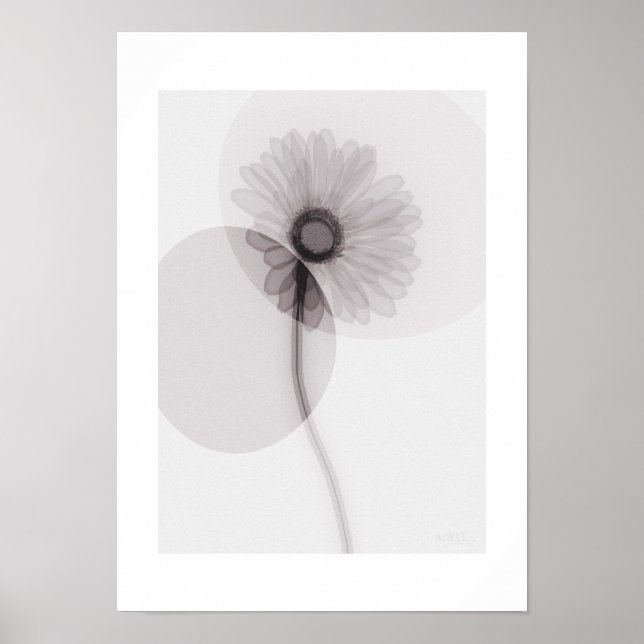 Póster X-ray Botanical Art - Gerbera (Frente)