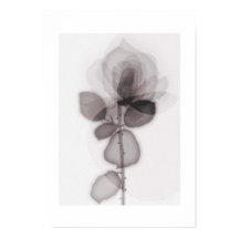 X-ray Botanical Art - Rose