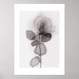Póster X-ray Botanical Art - Rose