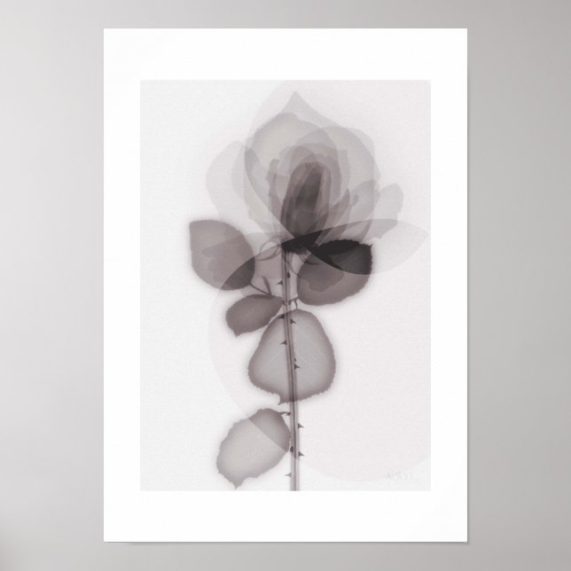 Póster X-ray Botanical Art - Rose (Frente)