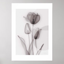 Póster  X-ray Botanical Art - Tulip