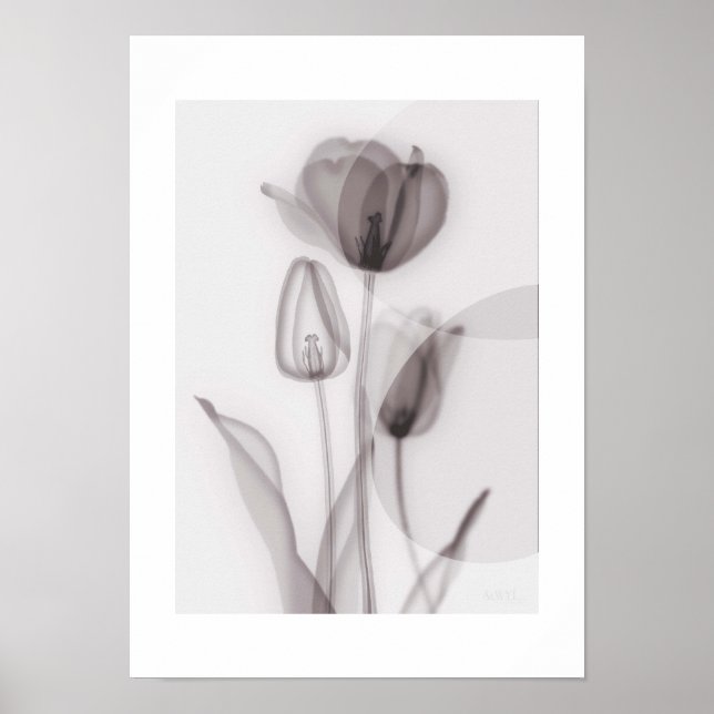 Póster  X-ray Botanical Art - Tulip (Frente)