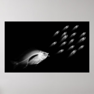 PÓSTER XRAY FISH CHASE GRIS NEGRO