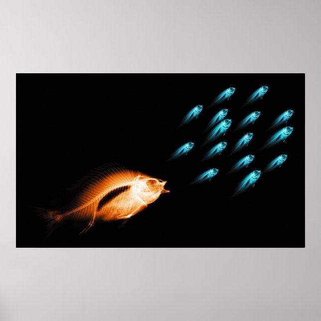 PÓSTER XRAY FISH CHASE ORIGINAL NEGRO (Frente)