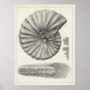 Póster XX cretáceo