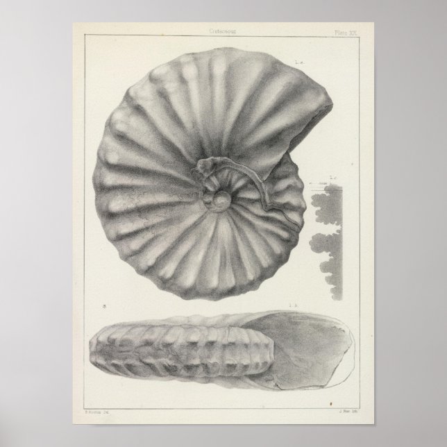 Póster XX Cretácico (Frente)