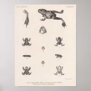 Póster XXV Rana, Bufo, Spea