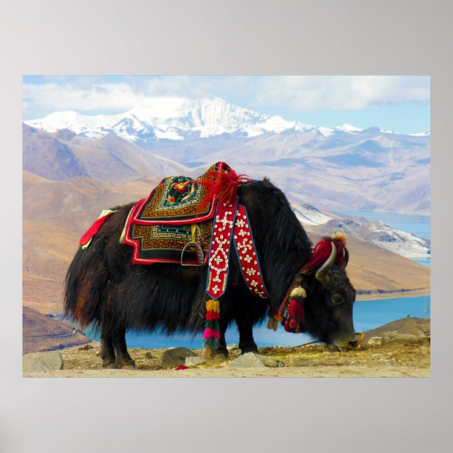 Póster Yak Bos Grunniens cerca del lago Yamdrok Tibet (Frente)