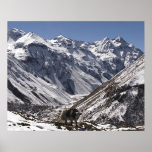 Póster Yak cerca del monte Jhomolari, Jangothang Jigme Do
