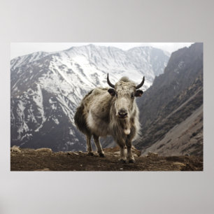 Póster Yak en Nepal